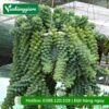 Cây chuỗi ngọc bi chậu treo