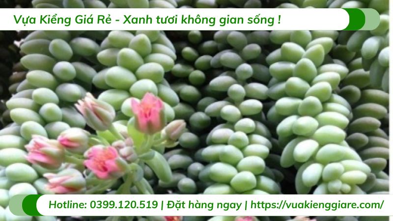 Cây chuỗi ngọc bi chậu treo