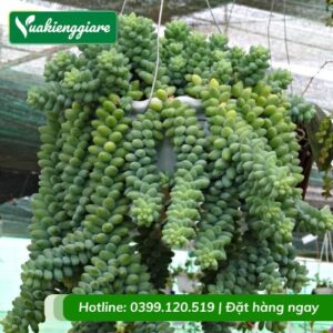 Cây chuỗi ngọc bi chậu treo