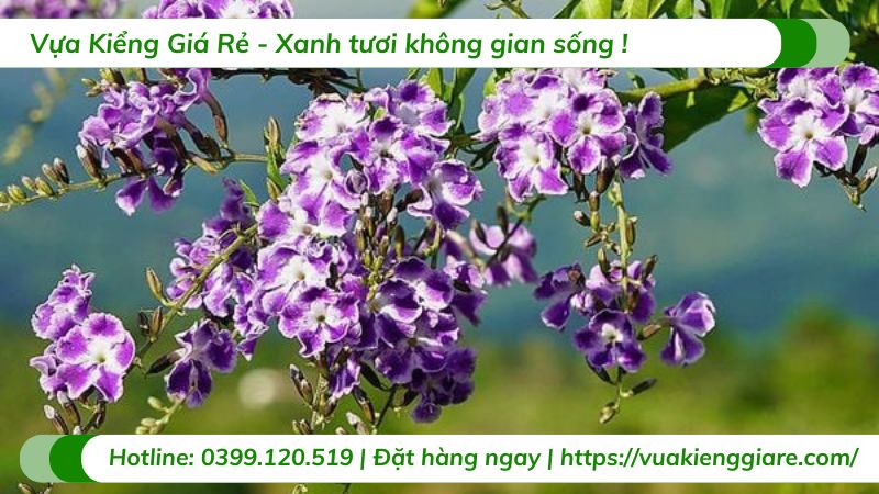 cây chuỗi ngọc tím thái