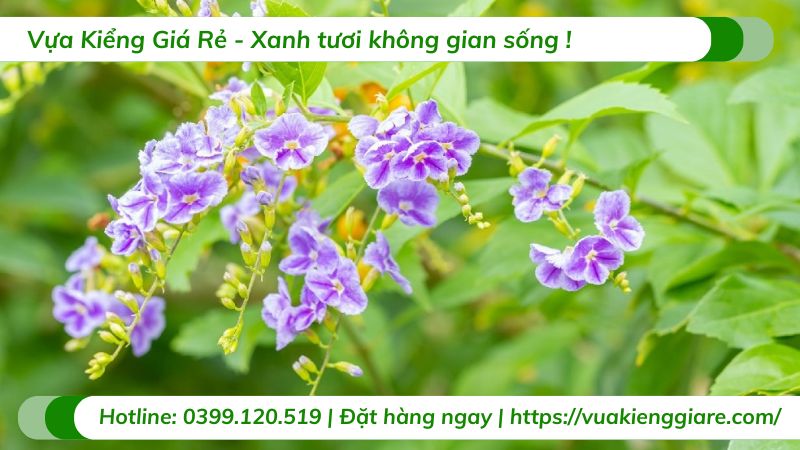 cây chuỗi ngọc tím thái