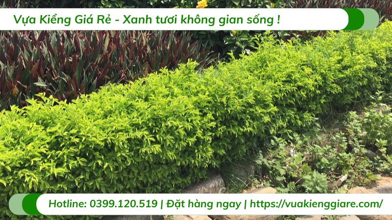cây chuỗi ngọc trồng tạo viền