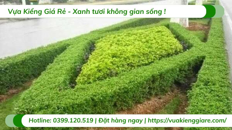 cây chuỗi ngọc trồng tạo viền