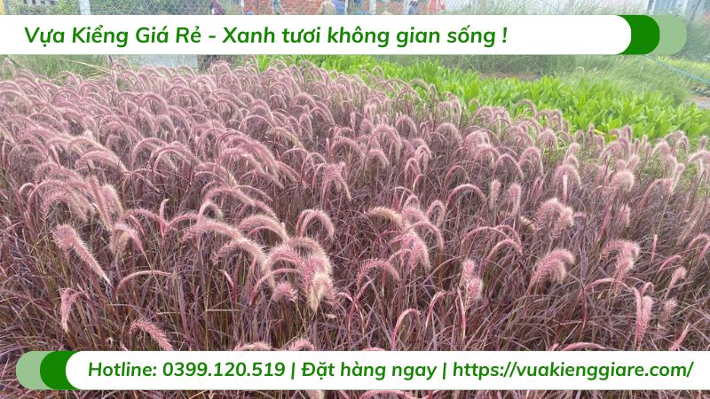 cây cỏ lau hoa tím