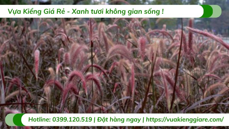 cây cỏ lau hoa tím