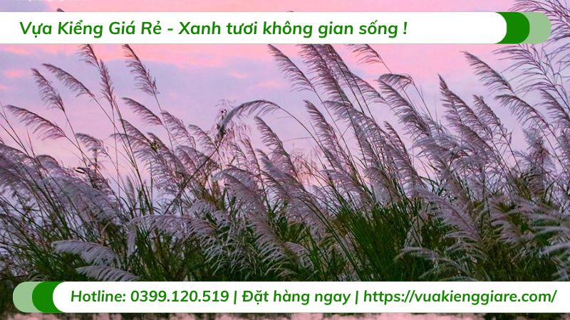 cây cỏ lau hoa tím