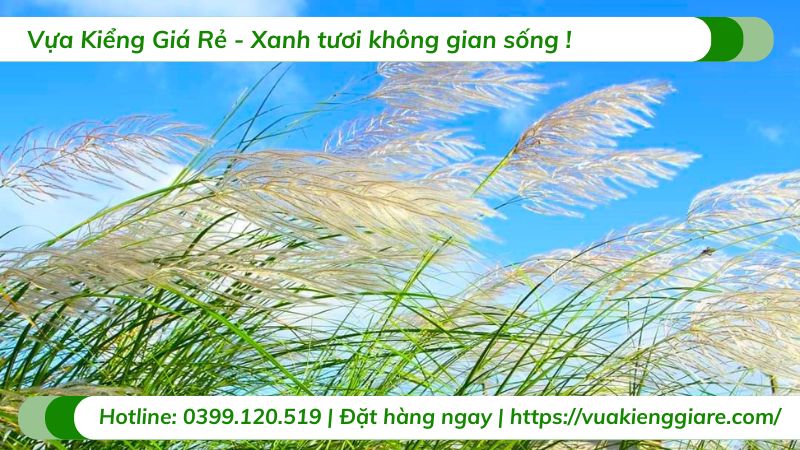cây cỏ lau hoa trắng