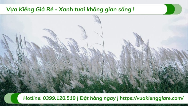 cây cỏ lau hoa trắng