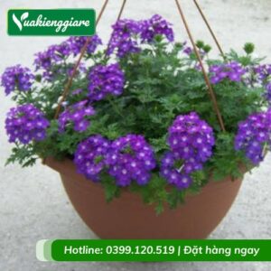 Cây cúc nữ hoàng tím