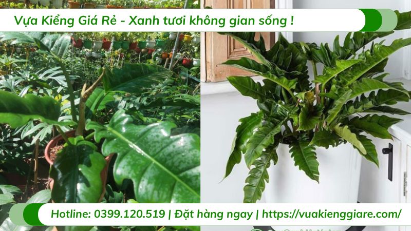 Cây cung đàn xanh trồng chậu