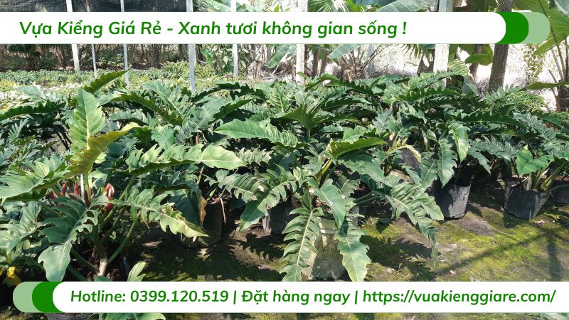 Cây cung đàn xanh trồng chậu