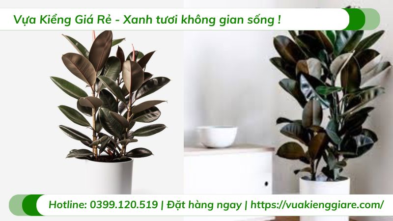 Cây đa búp đỏ trồng chậu nội thất