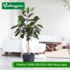 Cây đa búp đỏ trồng chậu nội thất