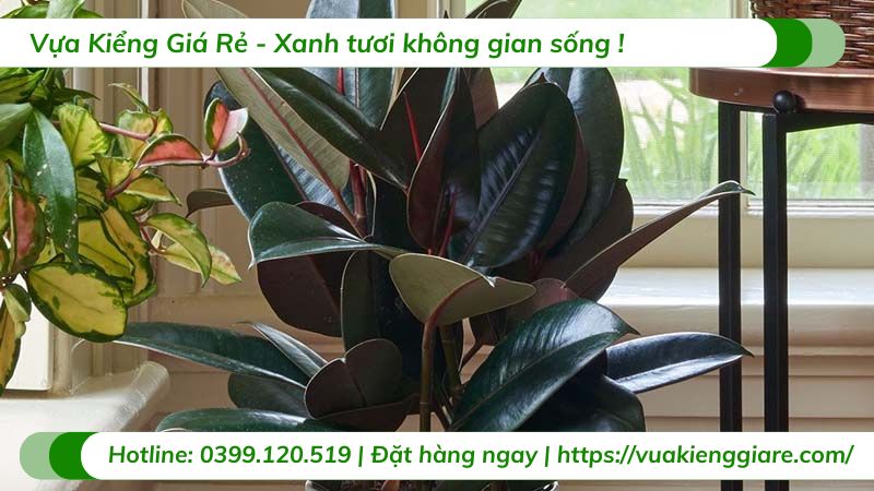 Cây đa búp đỏ trồng chậu nội thất