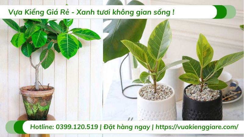 Cây đa lá vàng nội thất chậu lớn