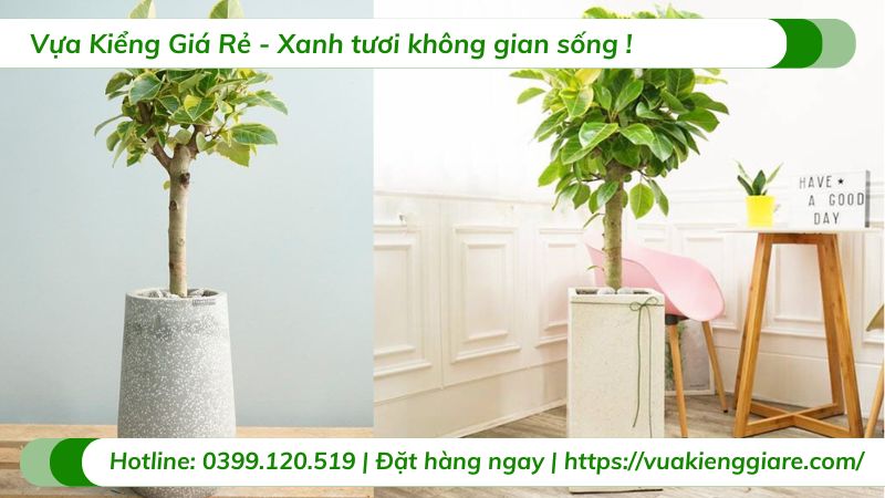 Cây đa lá vàng nội thất chậu lớn