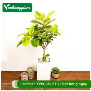 Cây đa lá vàng nội thất chậu lớn
