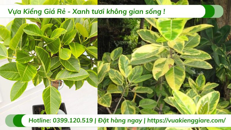 Cây đa lá vàng nội thất chậu lớn