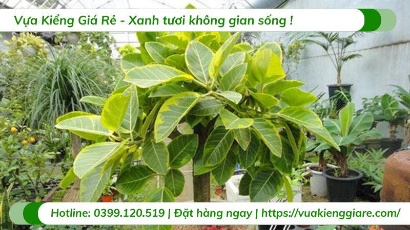 Cây đa lá vàng nội thất chậu lớn