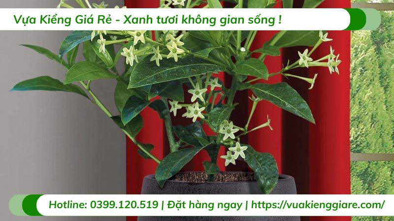 cây dạ lý hương