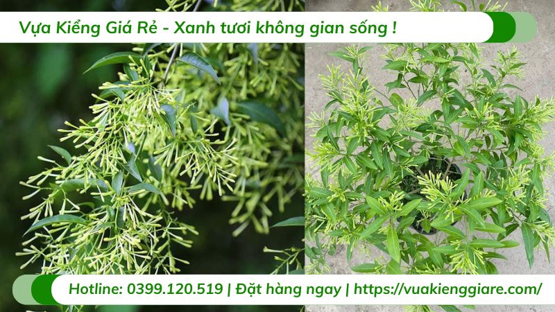 cây dạ lý hương