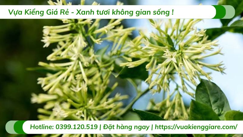 cây dạ lý hương