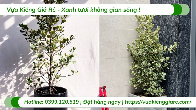 Cây đa tam phúc trồng chậu trang trí nội thất