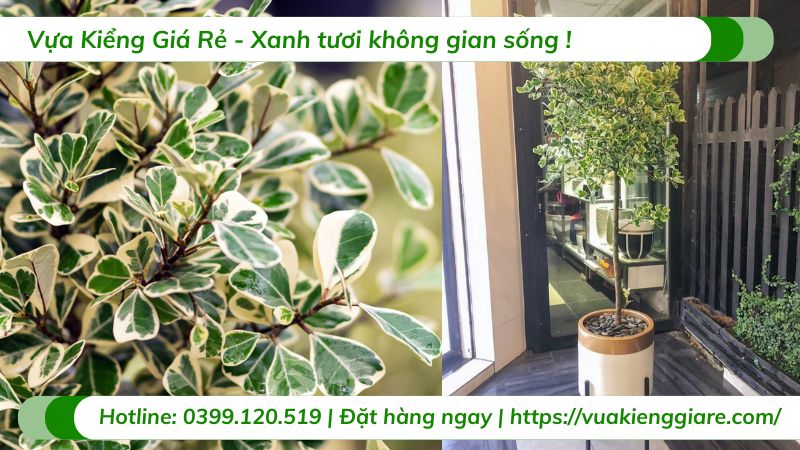 Cây đa tam phúc trồng chậu trang trí nội thất