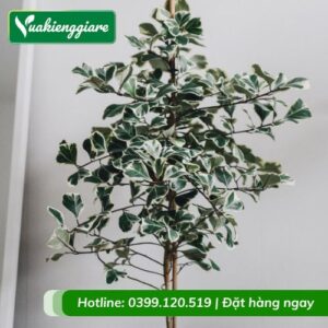 Cây đa tam phúc trồng chậu trang trí nội thất