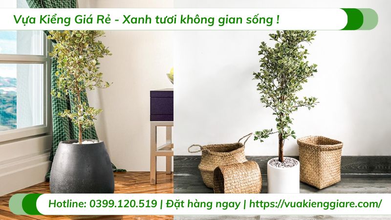 Cây đa tam phúc trồng chậu trang trí nội thất