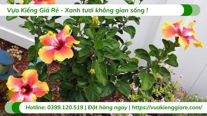 cây dâm bụt một cốt dáng tree nhiều màu