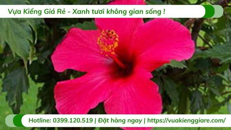 cây dâm bụt cánh đơn nhiều màu