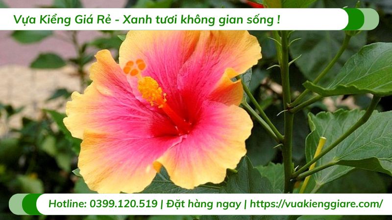 cây dâm bụt cánh đơn nhiều màu