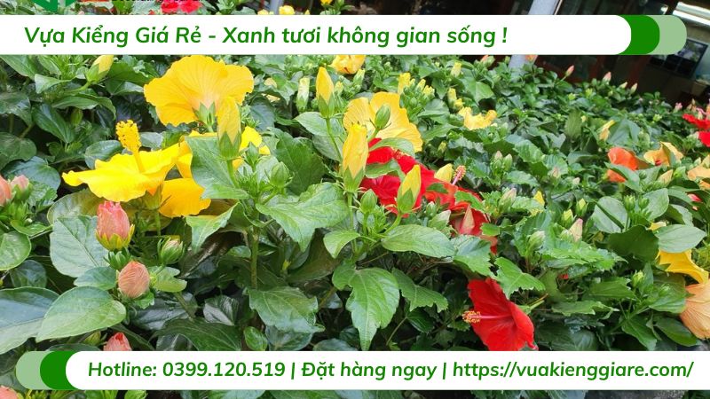 Cây dâm bụt thái nhiều màu