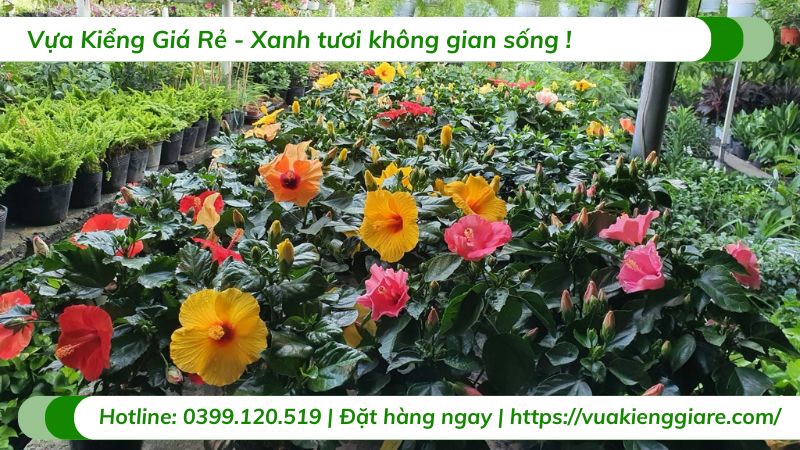 Cây dâm bụt thái nhiều màu
