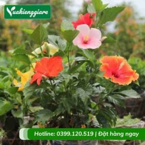 Cây dâm bụt thái nhiều màu