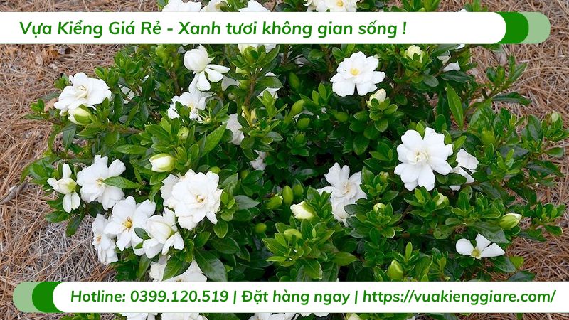 cây dành dành (bạch thiên hương)