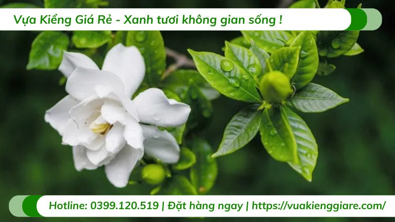 cây dành dành (bạch thiên hương)