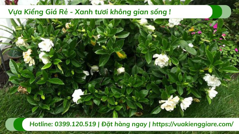 cây dành dành (bạch thiên hương)