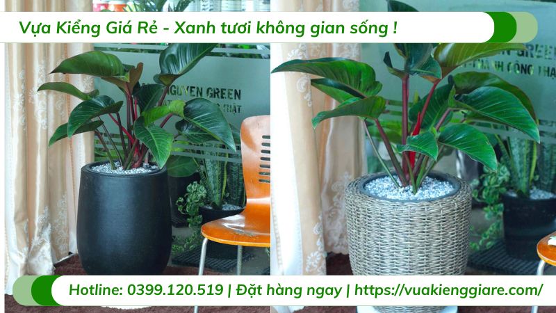 Cây đế vương đỏ trồng chậu phong thủy tốt