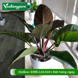 Cây đế vương đỏ trồng chậu phong thủy tốt