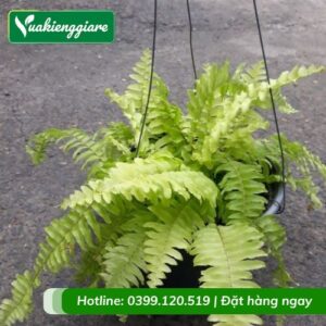 Cây dương xỉ vàng chậu treo