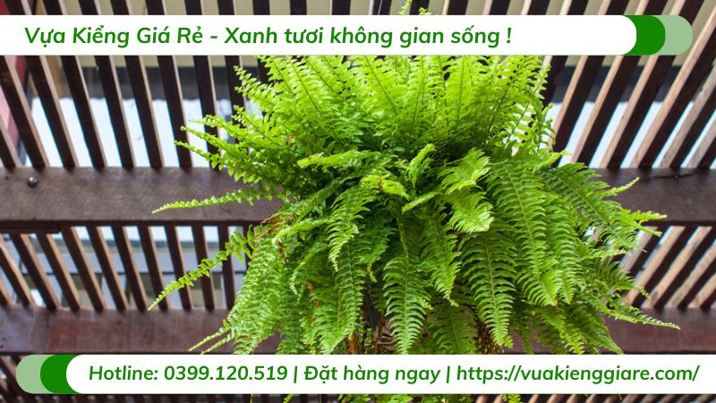 Cây dương xỉ vàng chậu treo