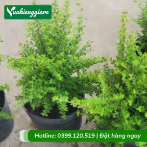 cây hàm hương