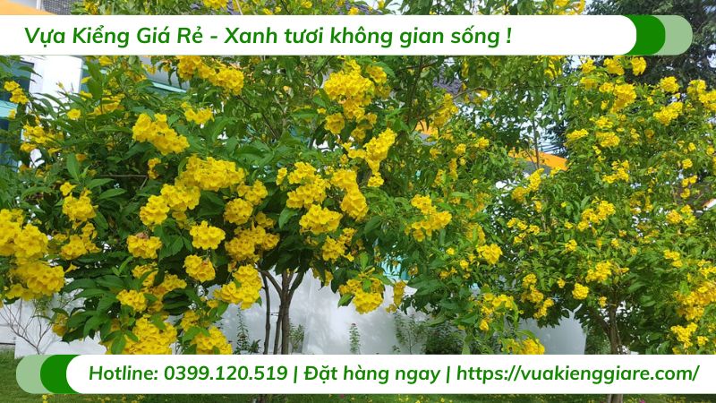 cây hoa chuông vàng (huỳnh liên)