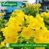 cây hoa chuông vàng (huỳnh liên)
