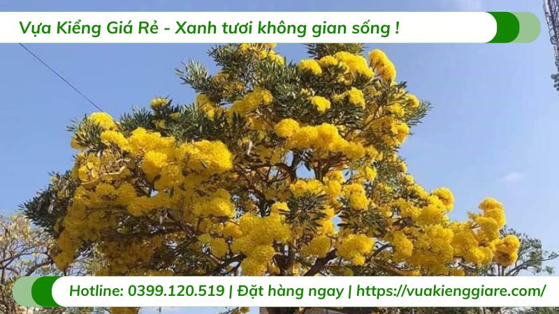 cây hoa chuông vàng (huỳnh liên)