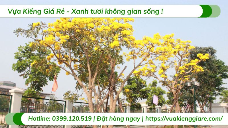 cây hoa chuông vàng (huỳnh liên)