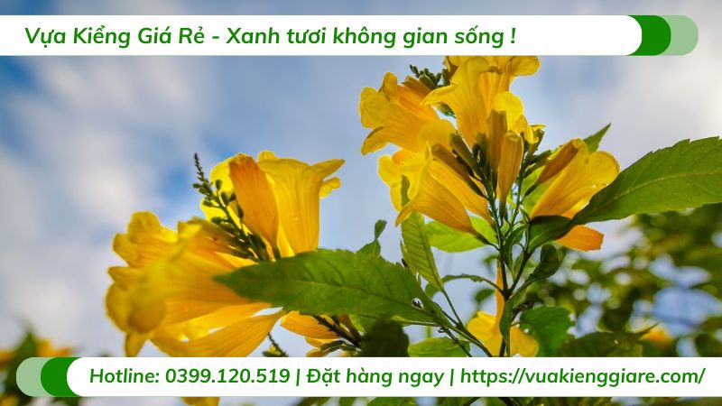 cây hoa chuông vàng (huỳnh liên)