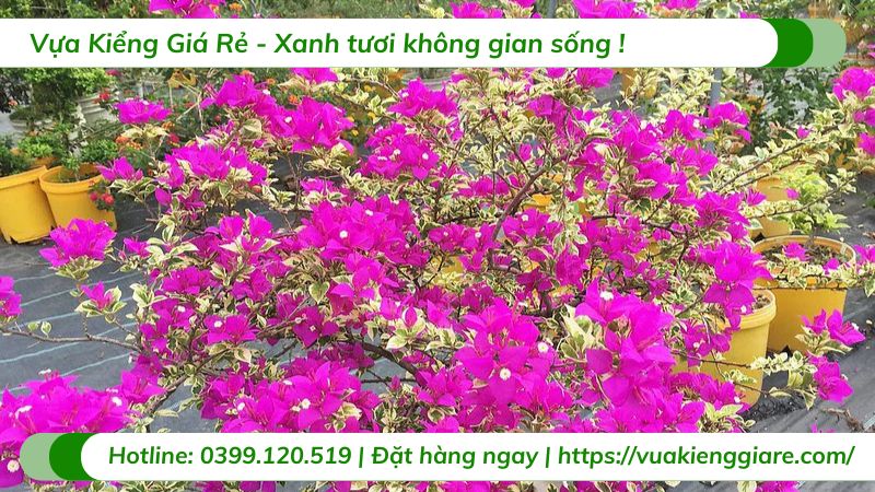 cây hoa giấy cẩm thạch